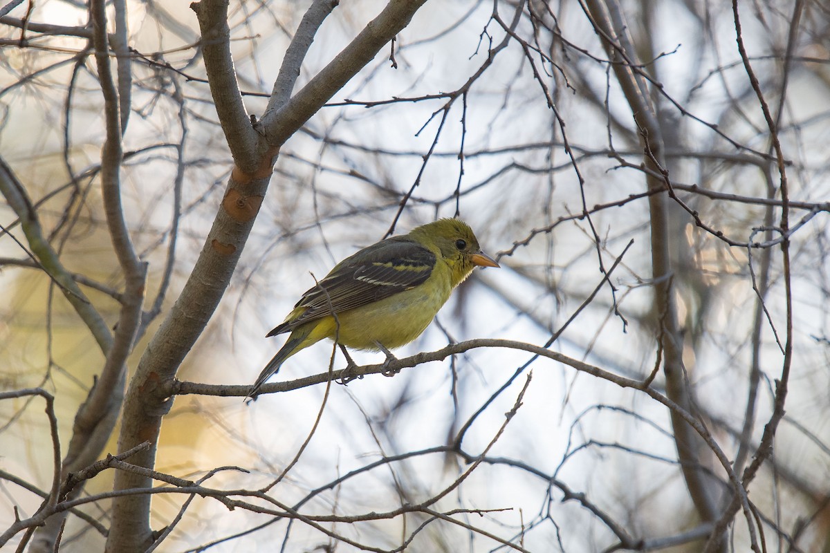 Western Tanager - ML198786471