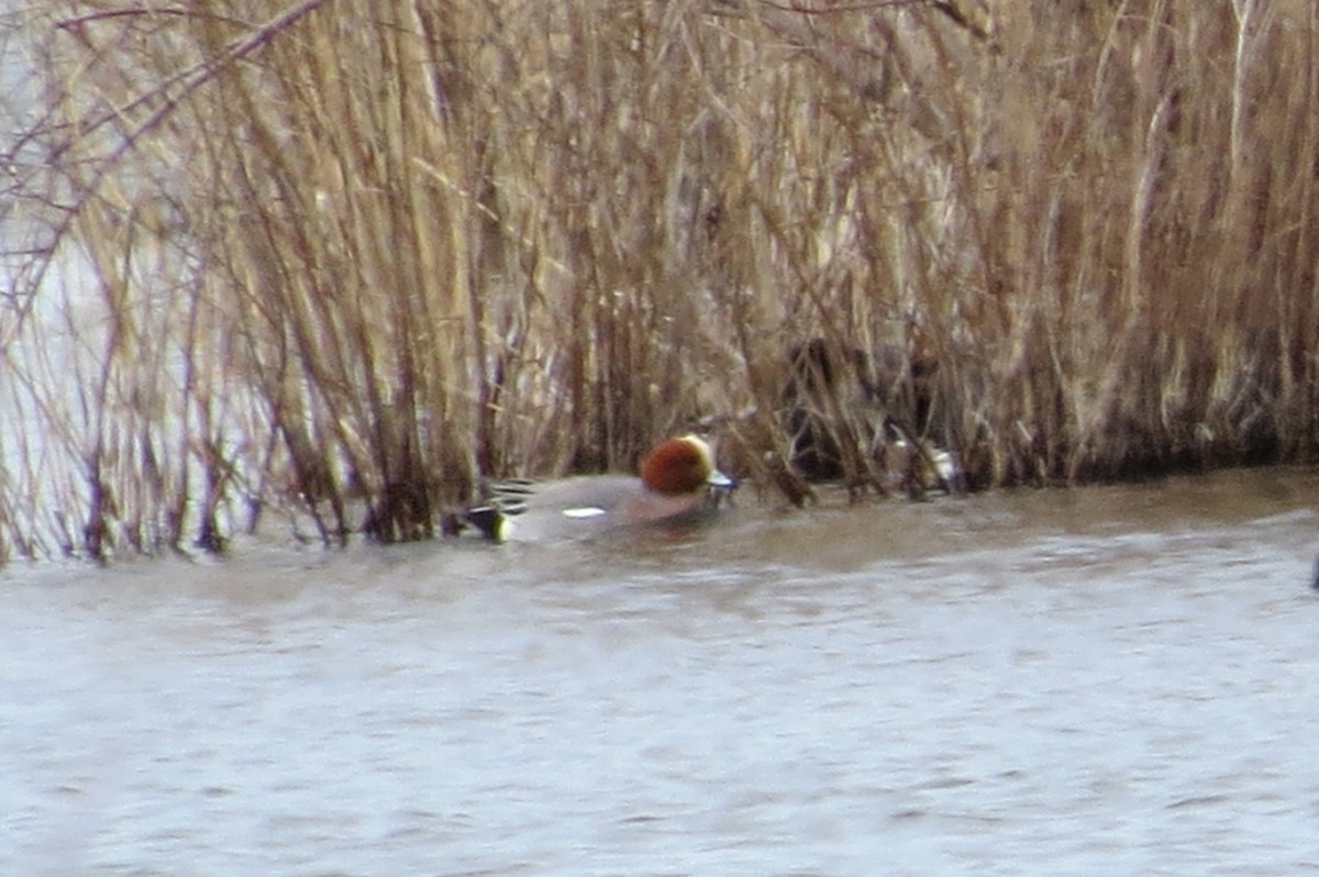 Eurasian Wigeon - ML198786631