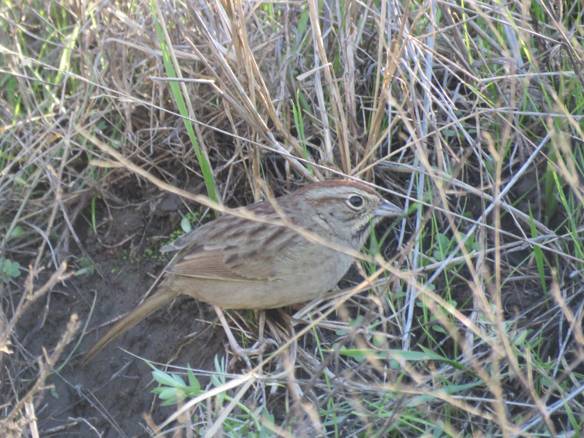 Rufous-crowned Sparrow - ML198787061