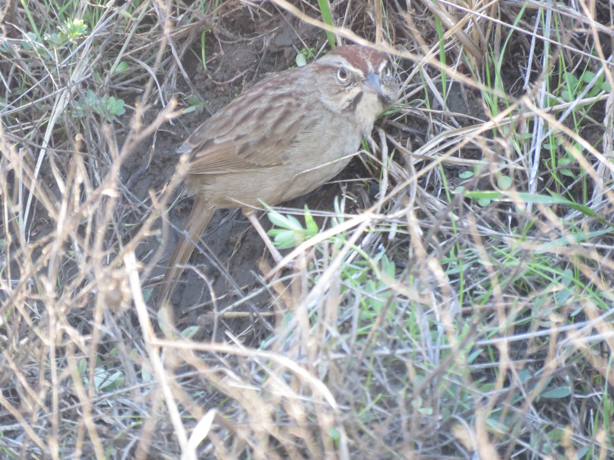 Rufous-crowned Sparrow - ML198787091