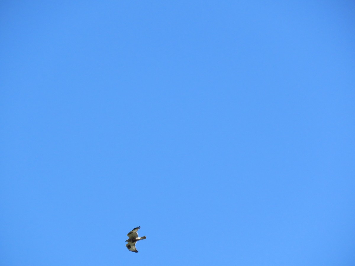 Rough-legged Hawk - ML198787381