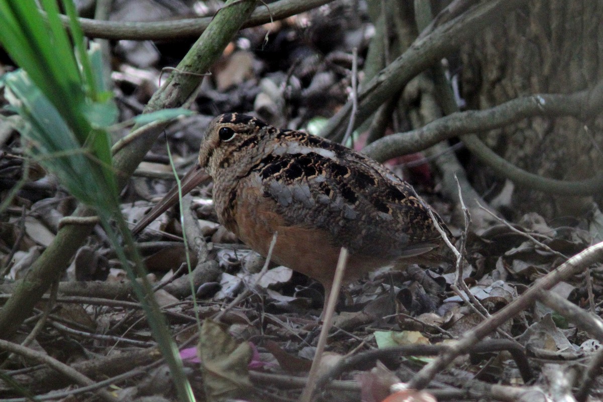 American Woodcock - ML198788971