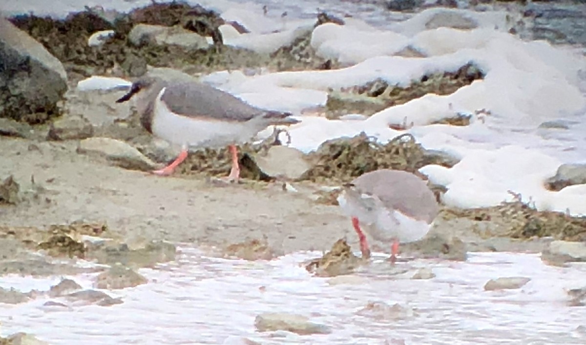 Magellanic Plover - ML198789121