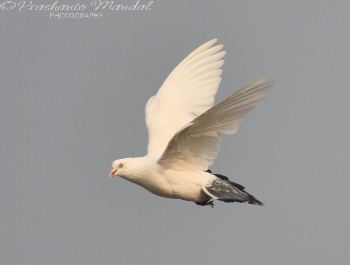 Rock Pigeon (Feral Pigeon) - ML198789961