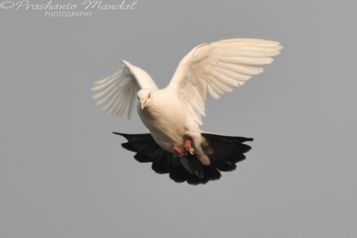 Rock Pigeon (Feral Pigeon) - ML198789971