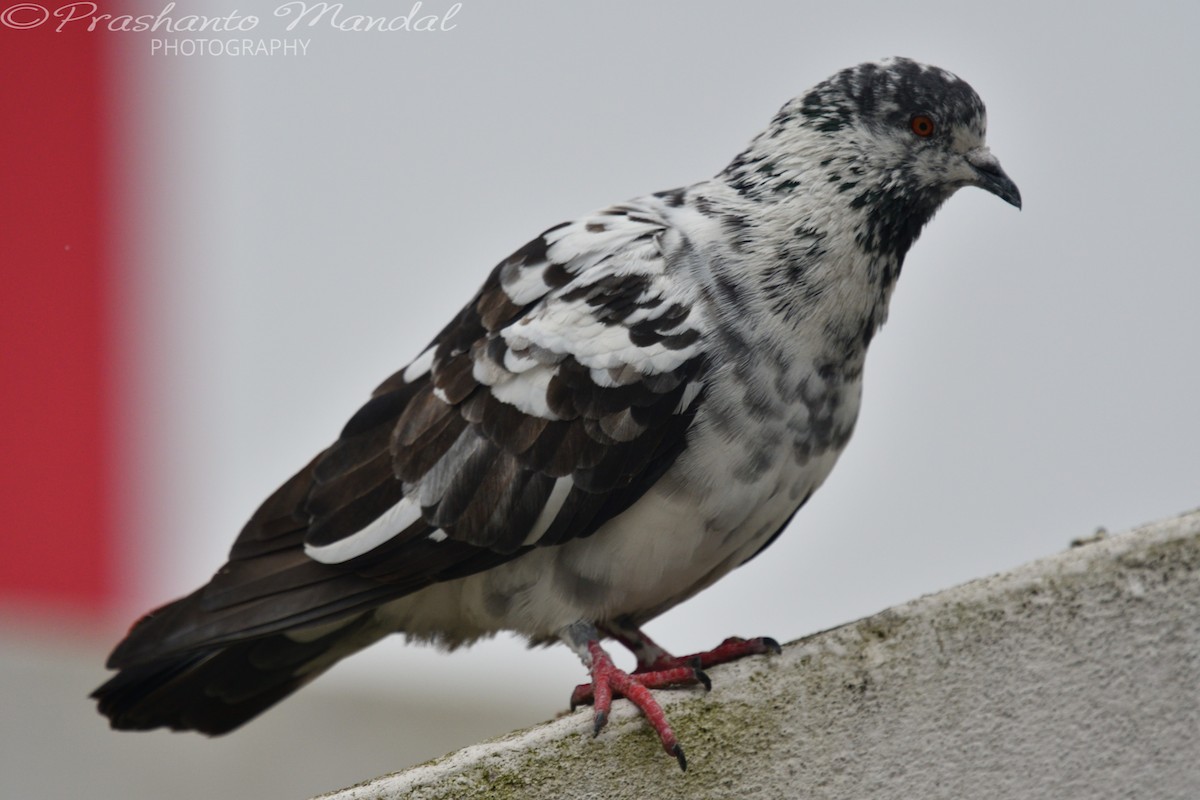 Rock Pigeon (Feral Pigeon) - ML198790001