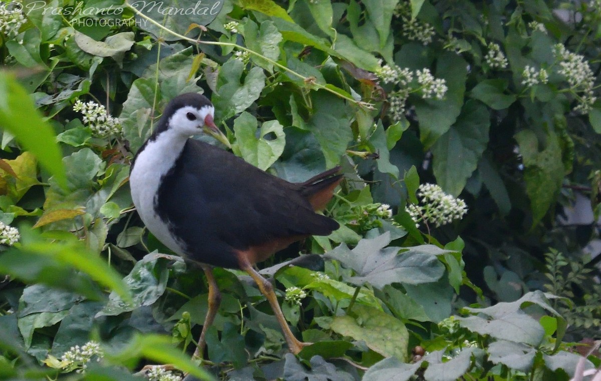 White-breasted Waterhen - ML198790071