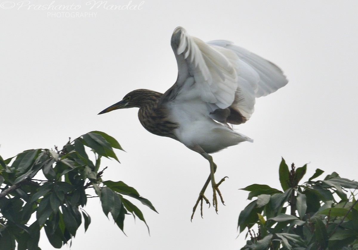 Indian Pond-Heron - ML198790161