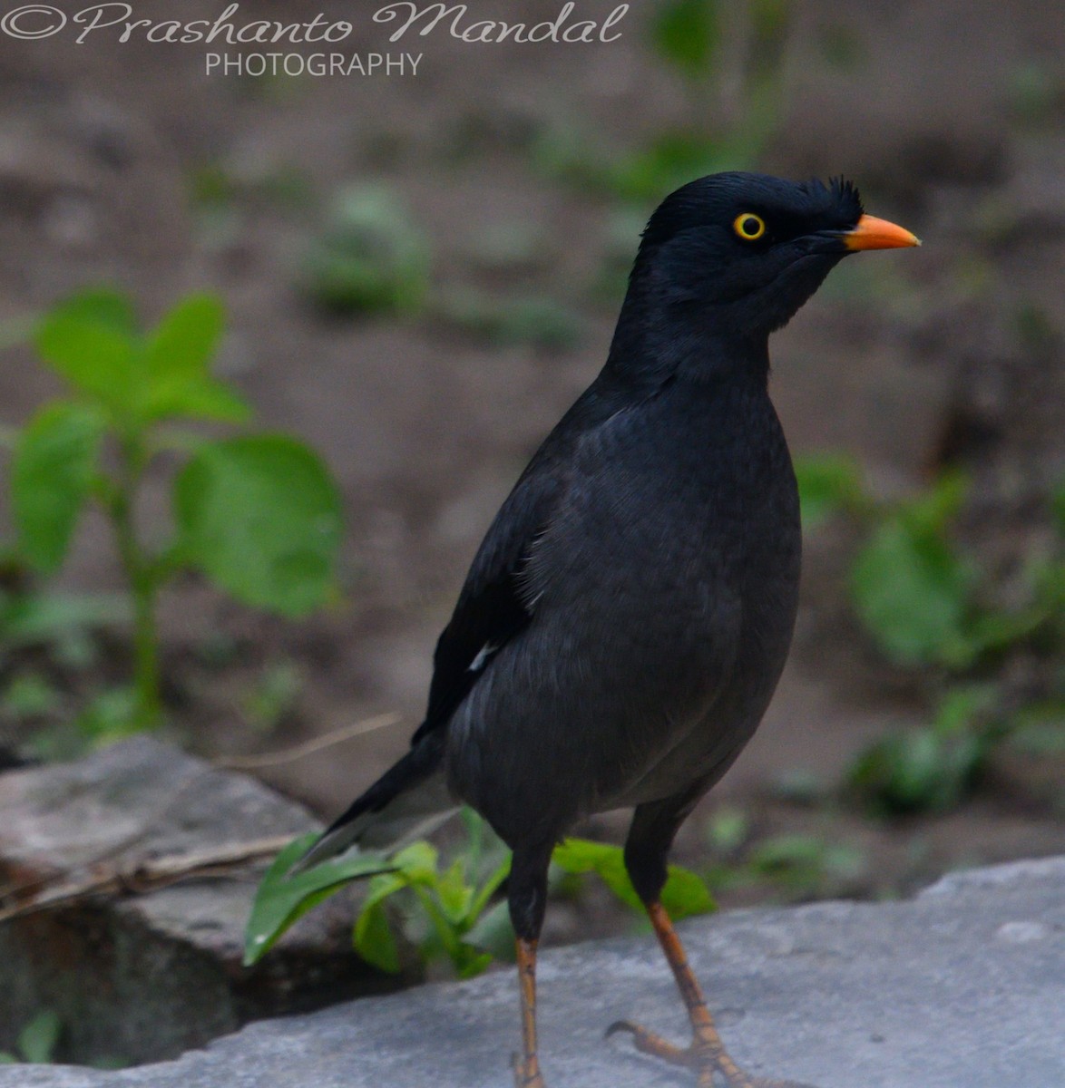 Jungle Myna - ML198790221