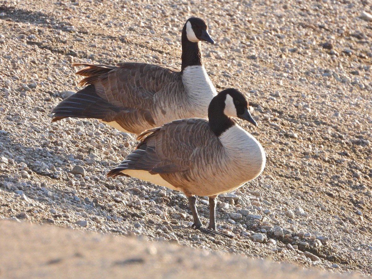 Canada Goose - Pair of Wing-Nuts