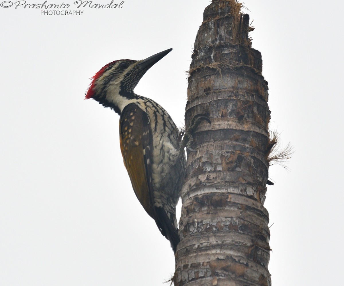 Black-rumped Flameback - Prashanto Mandal