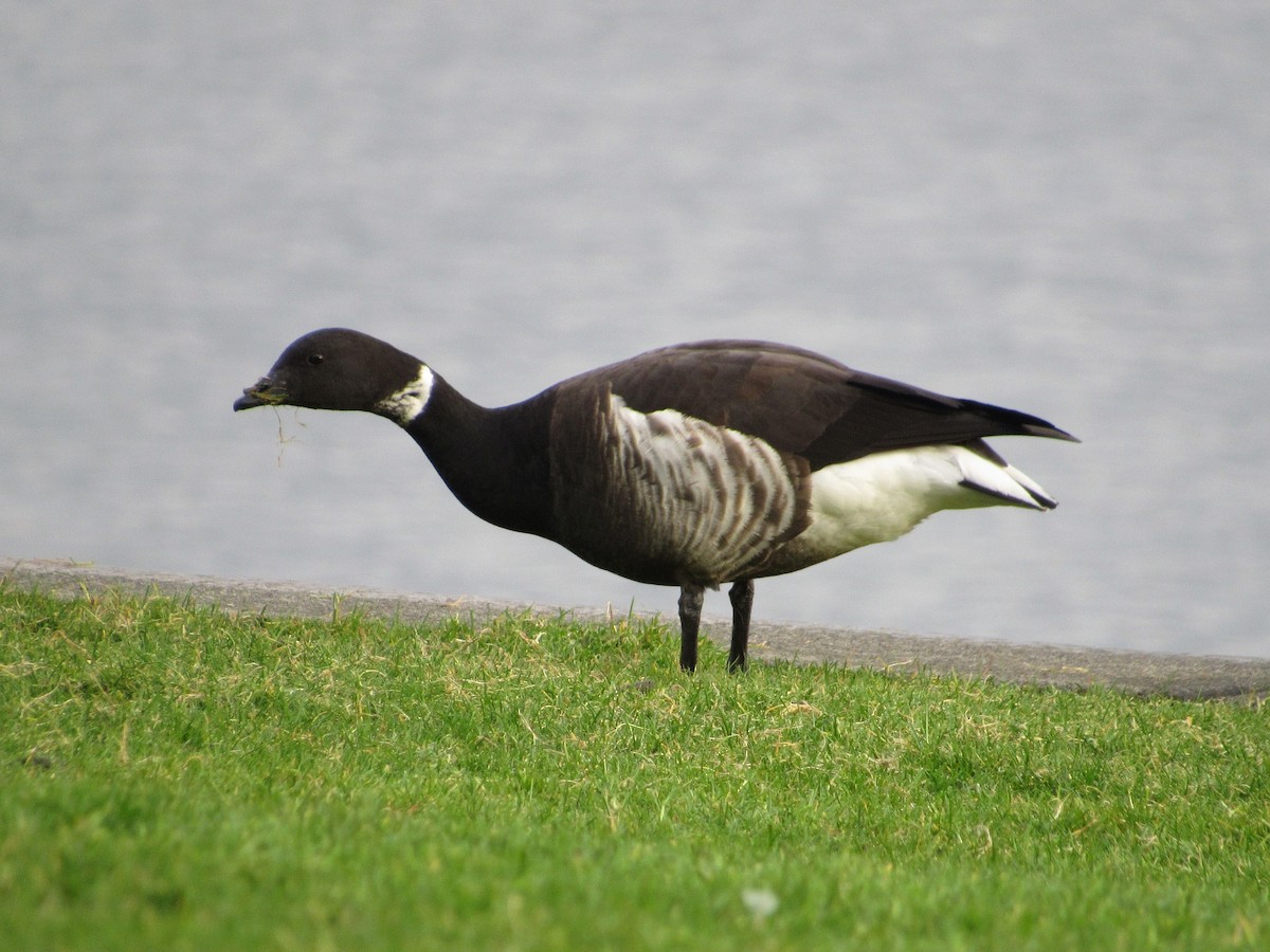 Хар толгойт галуу - ML198791251