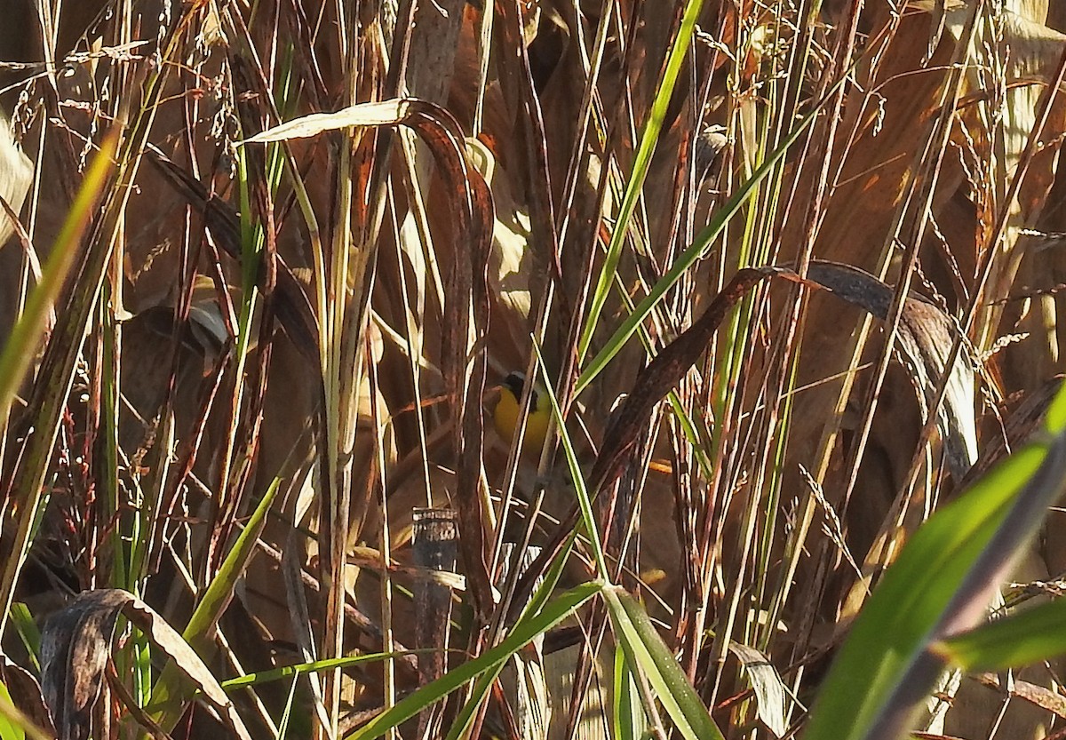 Common Yellowthroat (chapalensis) - Nicola Cendron