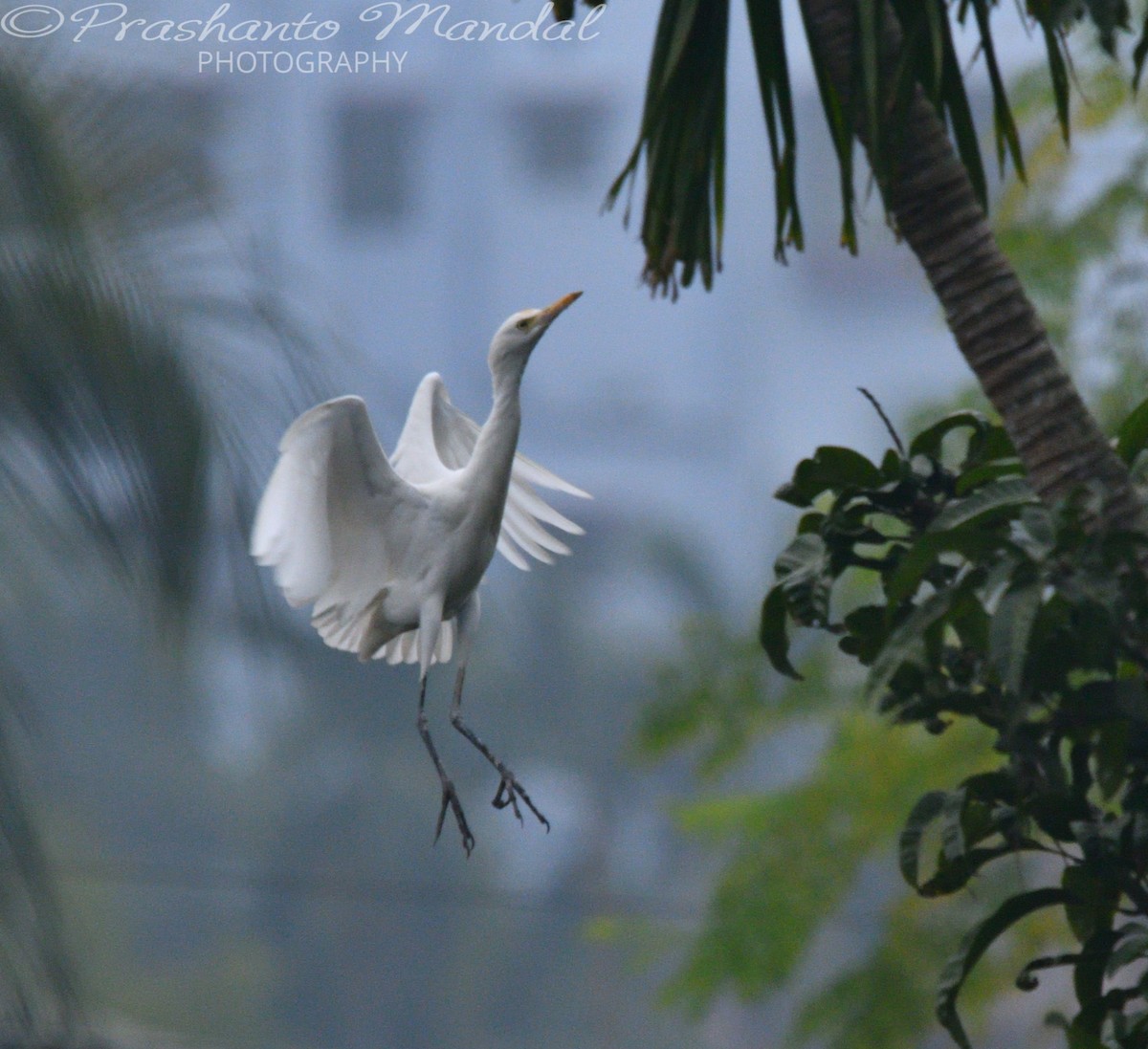 Little Egret - ML198793301