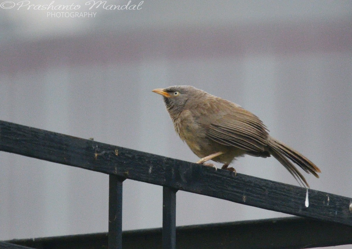 Jungle Babbler - ML198793361