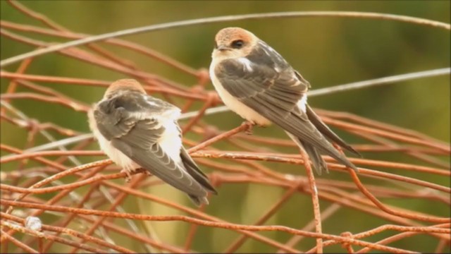 Fairy Martin - ML198793551