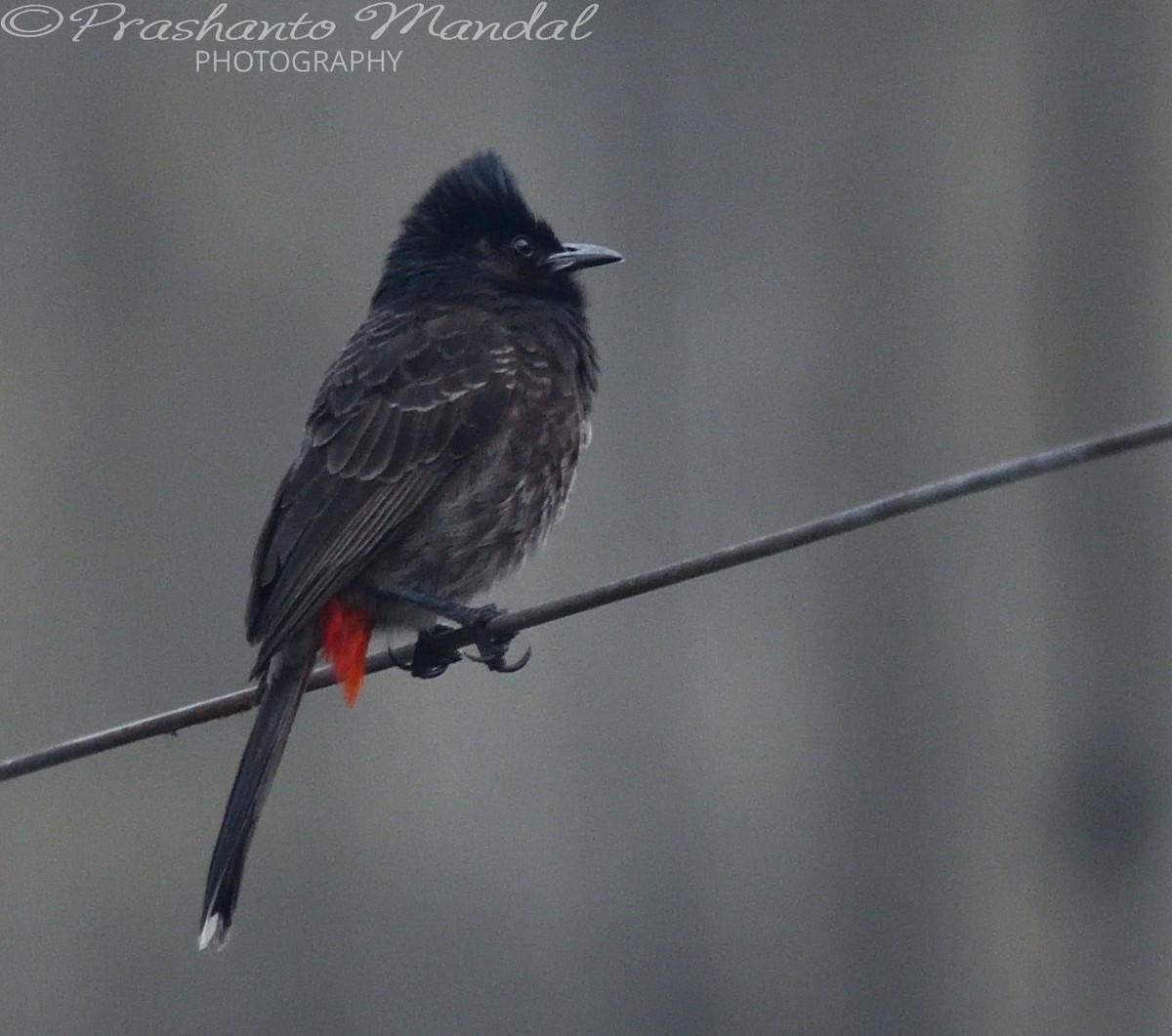 Red-vented Bulbul - ML198793641