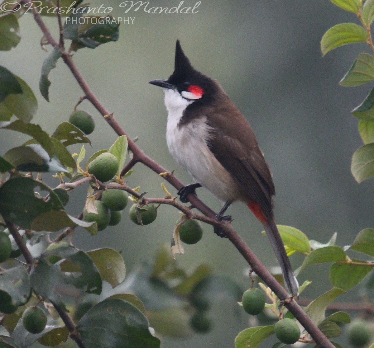 Red-whiskered Bulbul - ML198793711