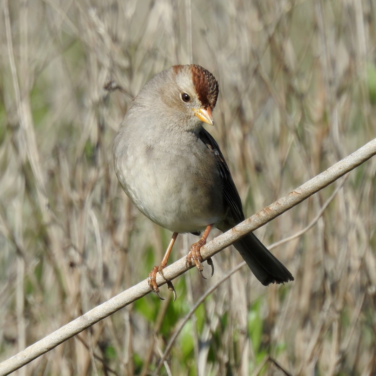 White-crowned Sparrow - ML198794171