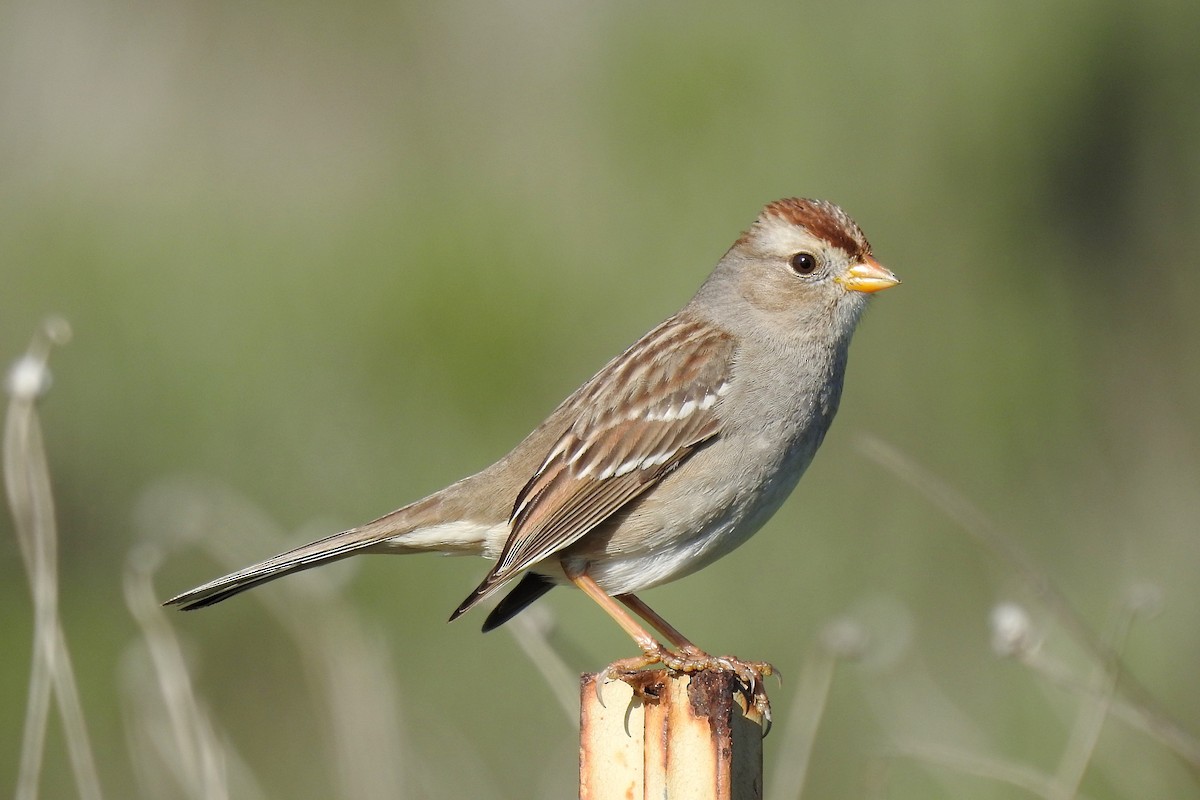 White-crowned Sparrow - Charlotte Morris