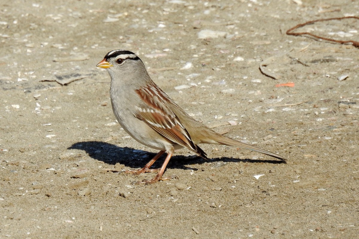 White-crowned Sparrow - Charlotte Morris