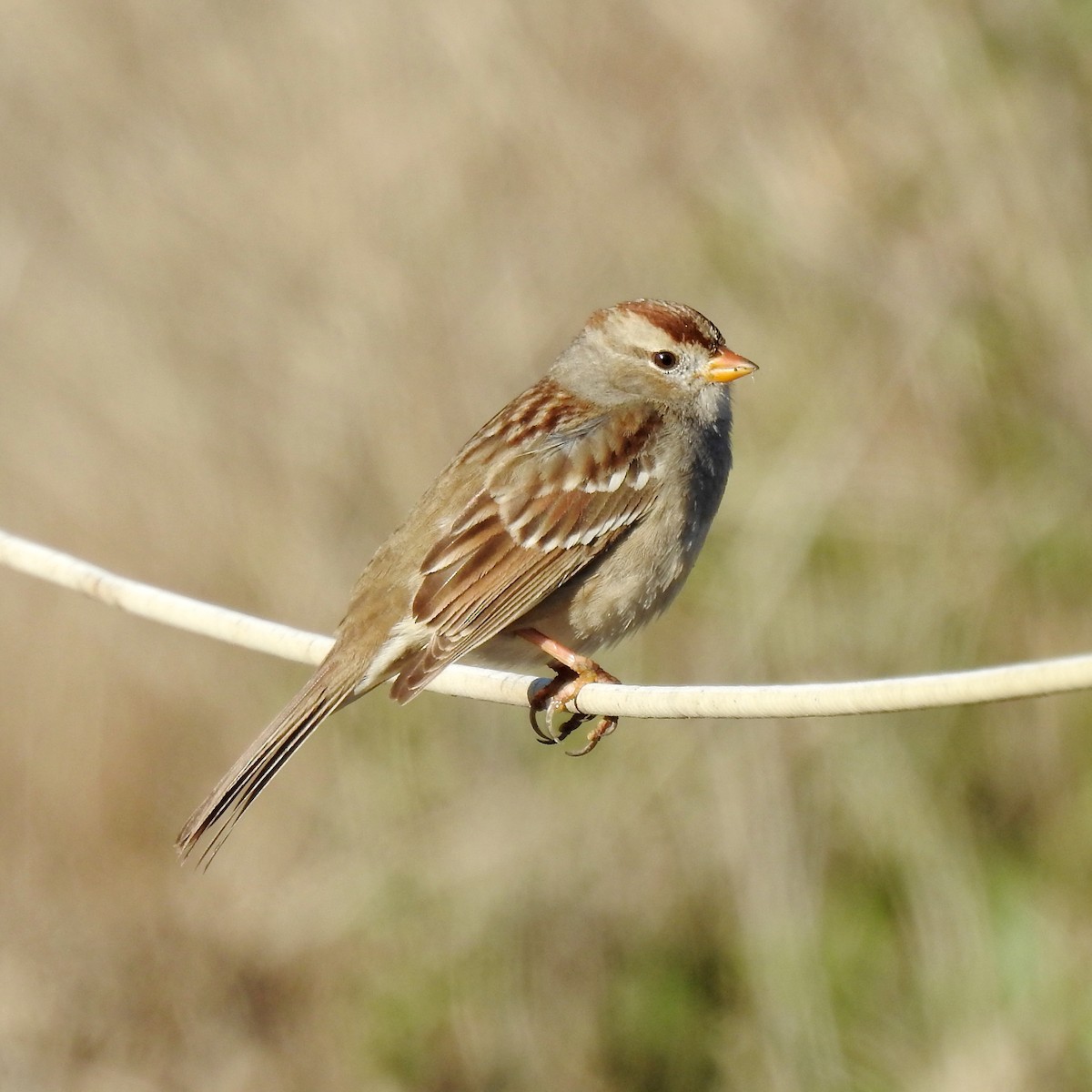 White-crowned Sparrow - ML198795931