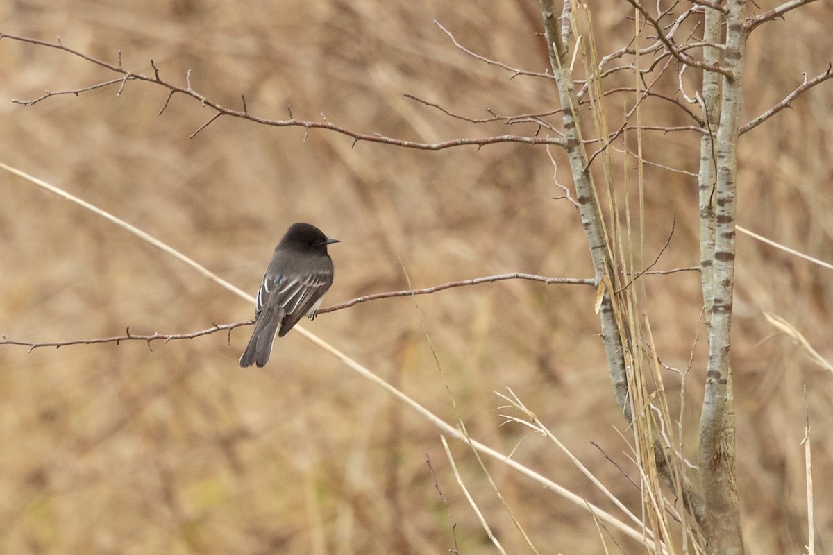 Black Phoebe - Ilya Povalyaev