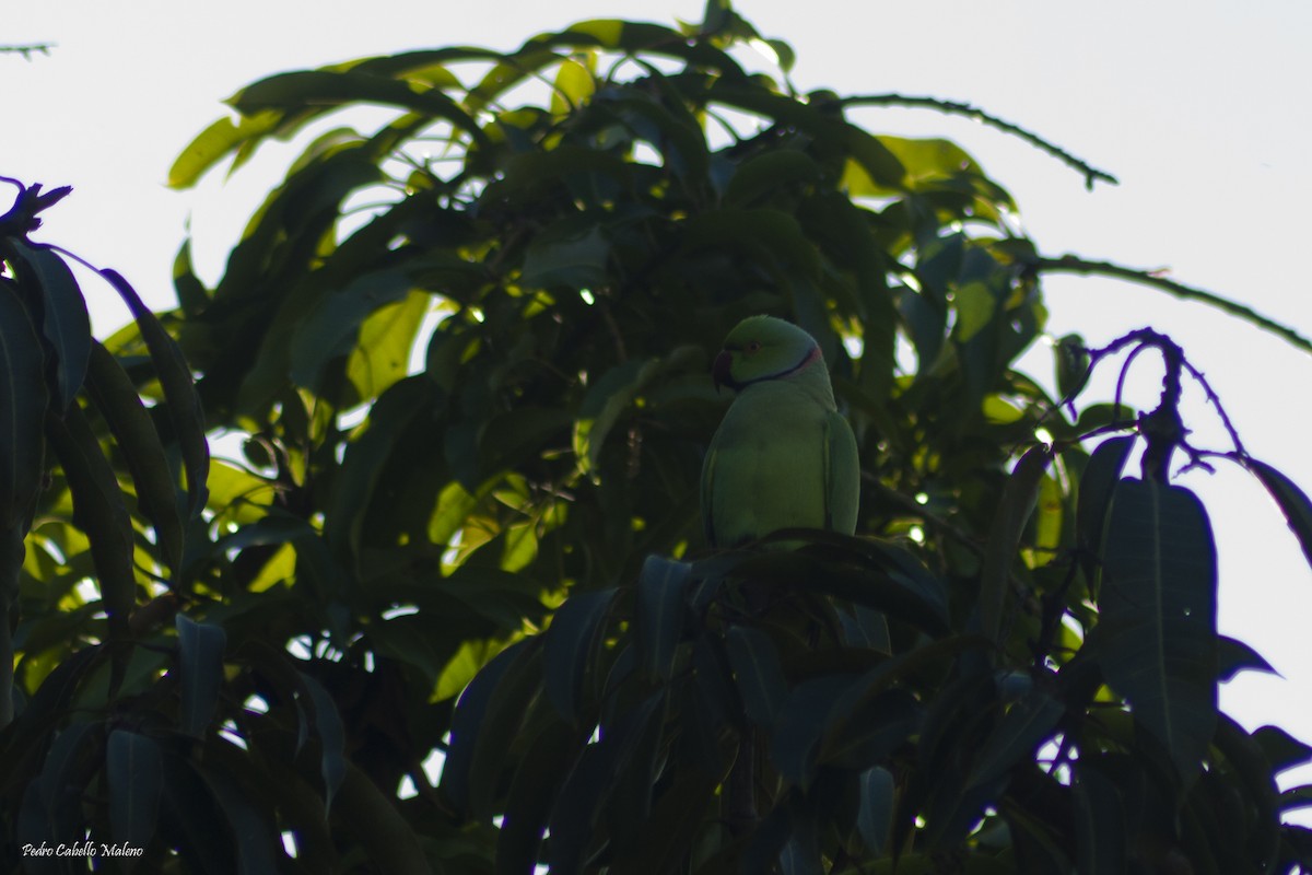 Rose-ringed Parakeet - Pedro Cabello Maleno