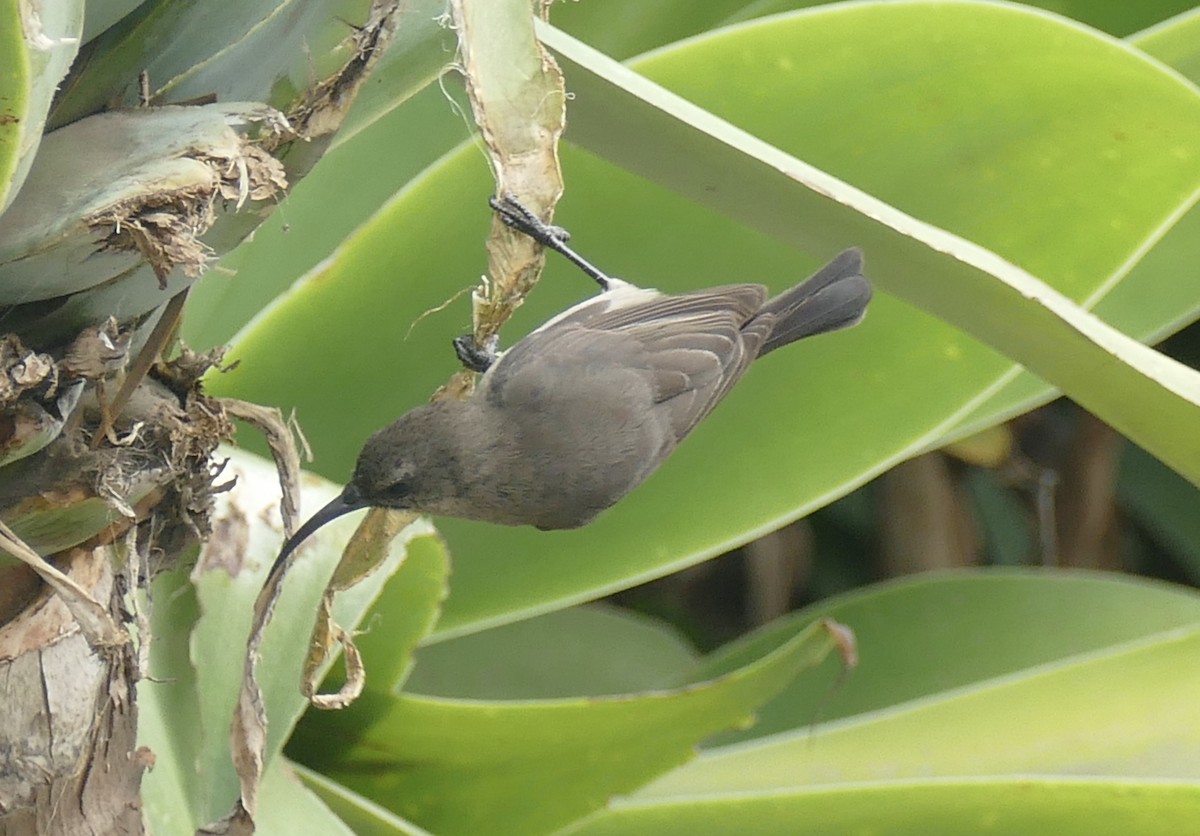 Greater Double-collared Sunbird - ML198801371