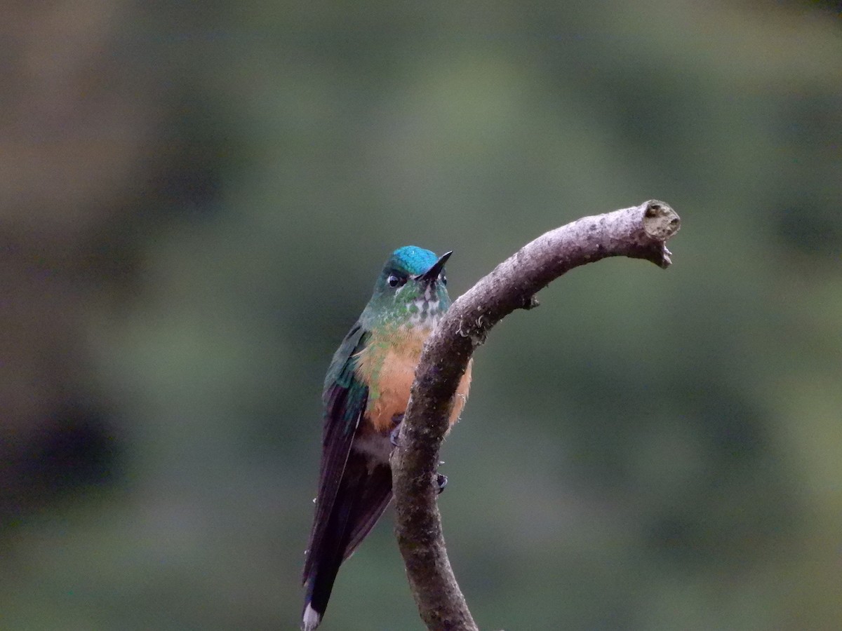 Long-tailed Sylph - ML198802751