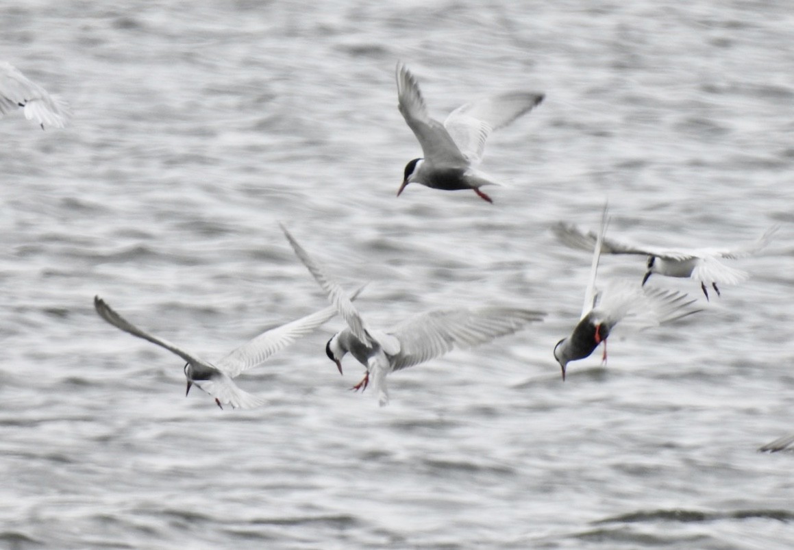 Whiskered Tern - Lissa Ryan