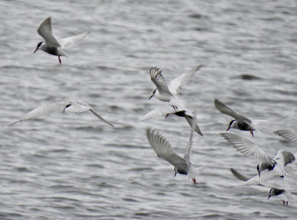 Whiskered Tern - ML198802941