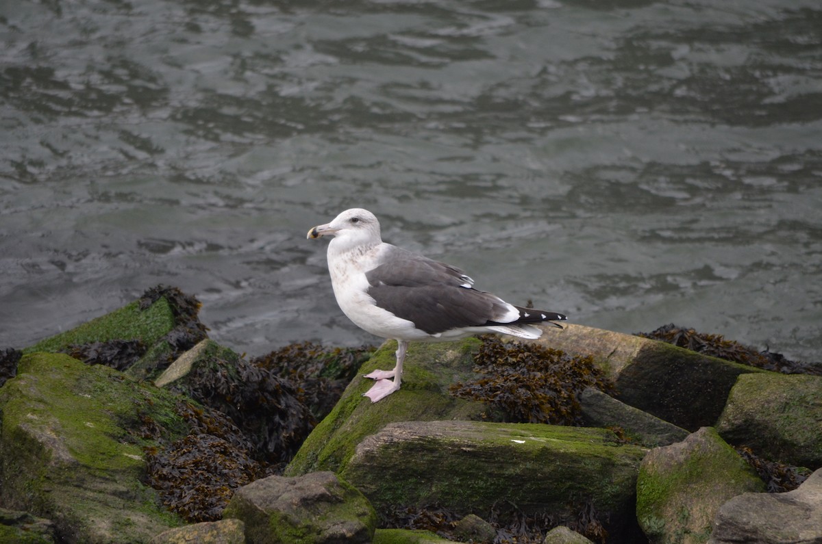 Great Black-backed Gull - QL Fang