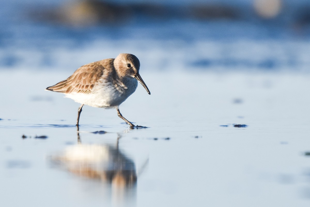 Dunlin - ML198804771