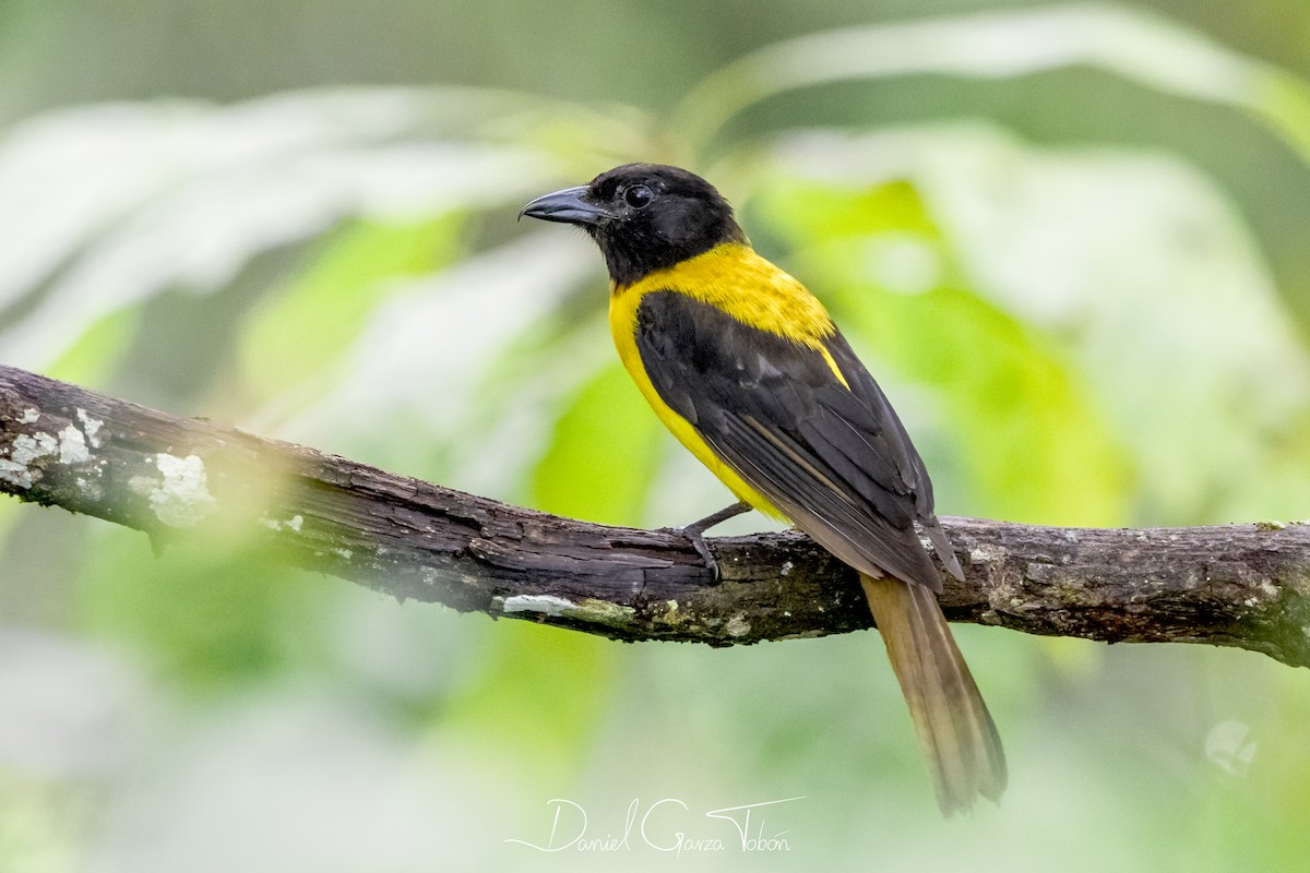 Black-throated Shrike-Tanager - Daniel  Garza Tobón