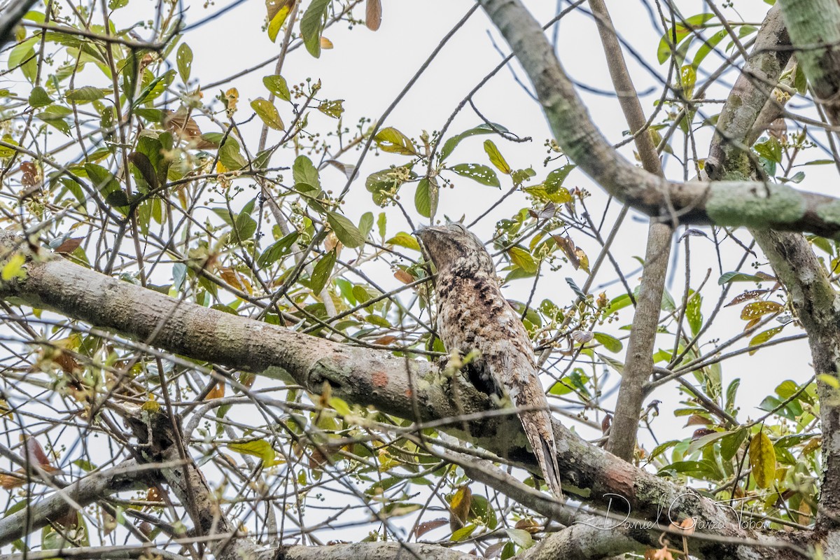 Great Potoo - Daniel  Garza Tobón