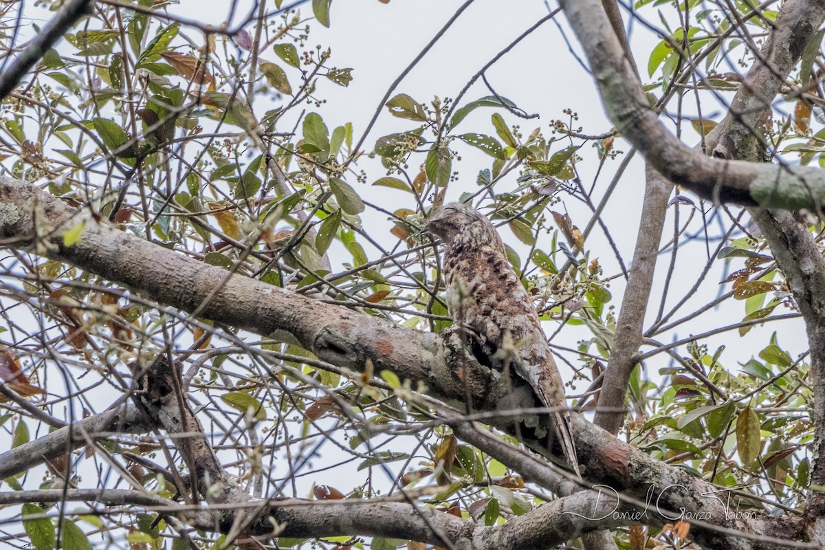 Great Potoo - ML198806221