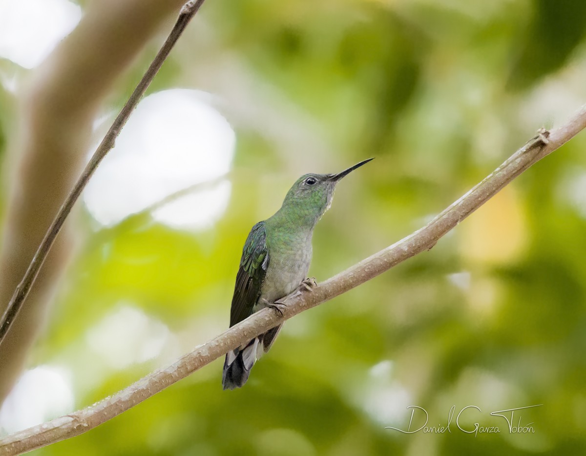 Scaly-breasted Hummingbird (Robert's) - ML198808091