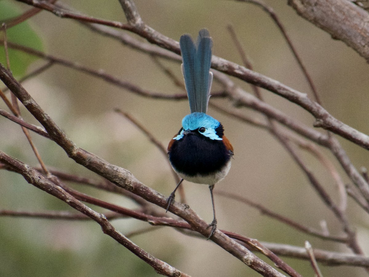 Red-winged Fairywren - ML198809211