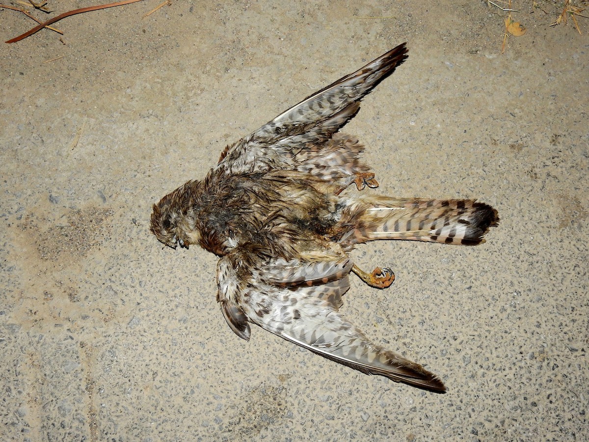 Eurasian Kestrel - ML198810911