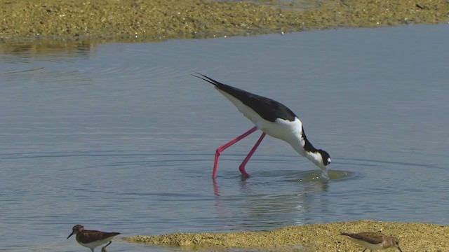 Black-necked Stilt - ML198811111