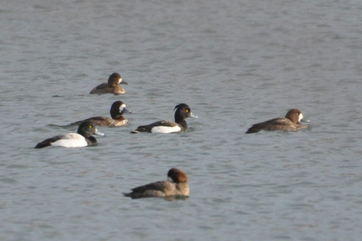 Tufted Duck - ML198811541