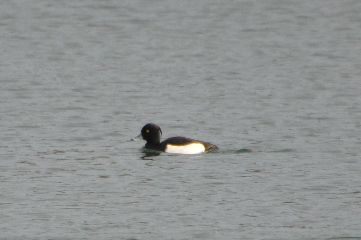 Tufted Duck - ML198811591