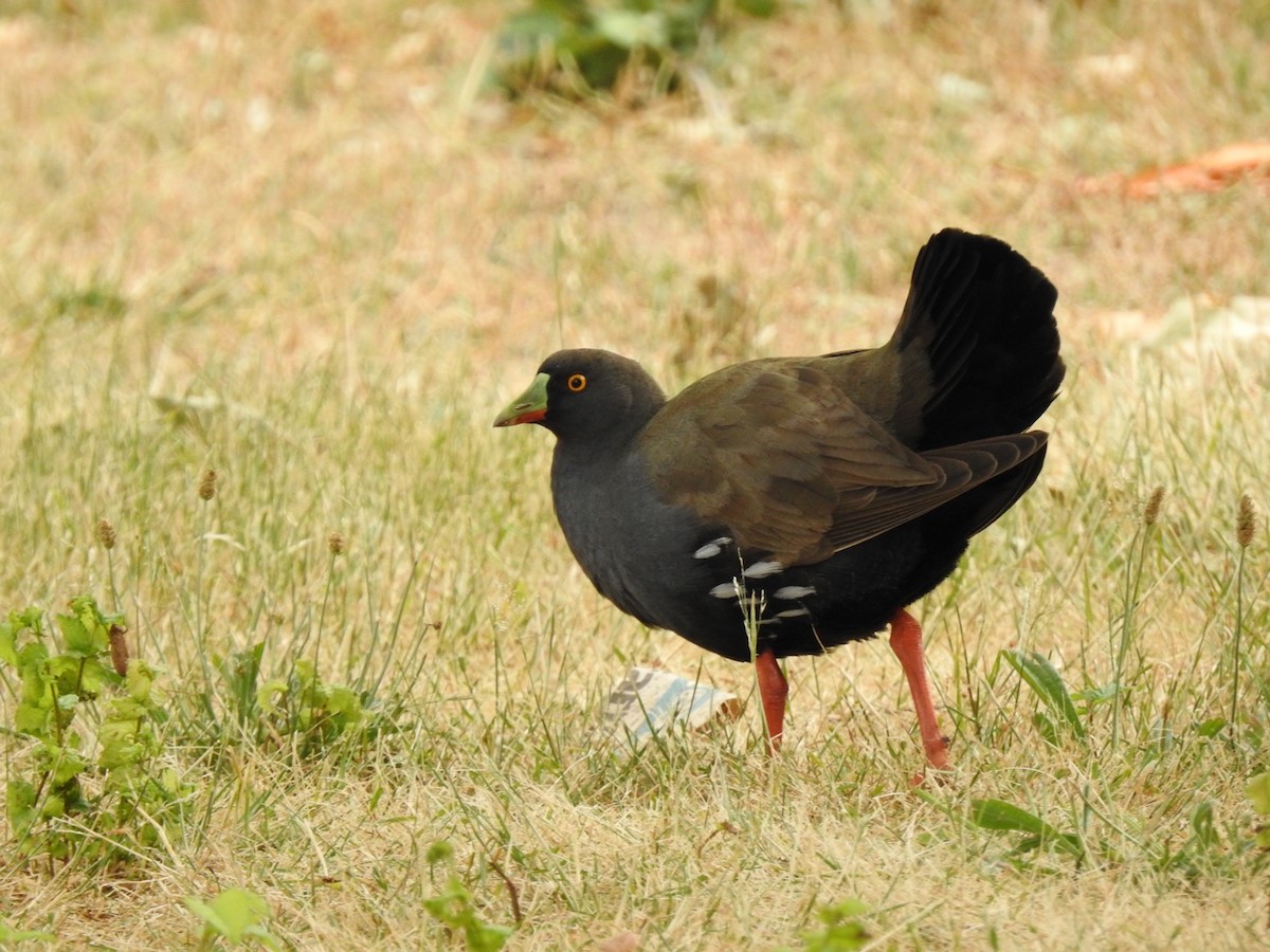 Black-tailed Nativehen - Lissa Ryan