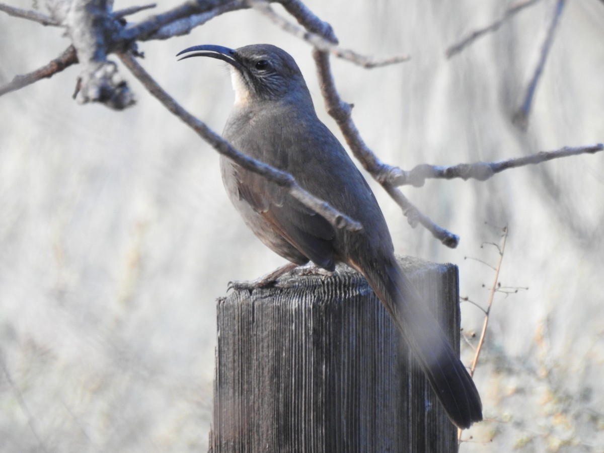 California Thrasher - ML198812711