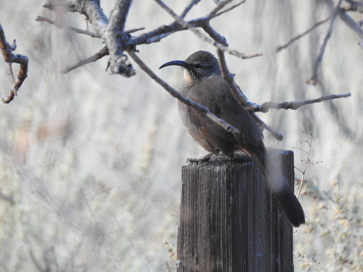 California Thrasher - ML198812721