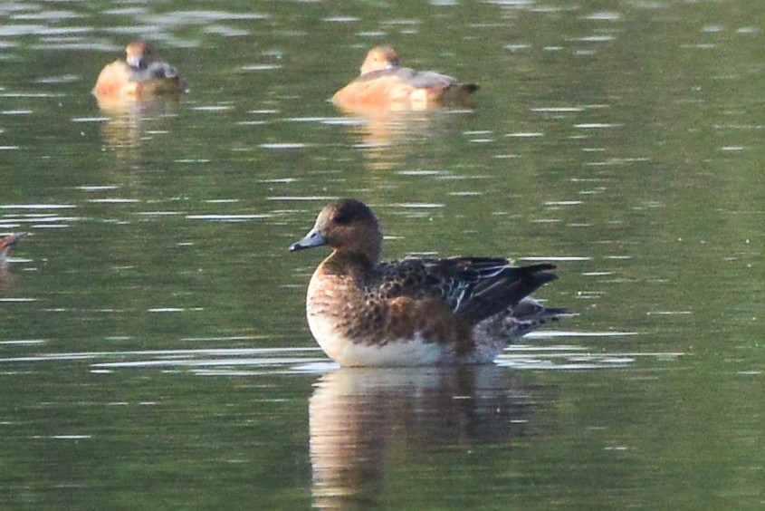 Eurasian Wigeon - ML198814011