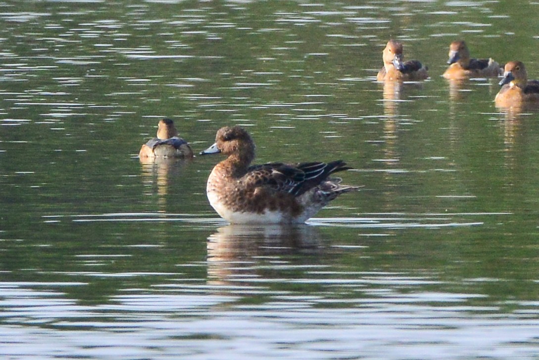 Eurasian Wigeon - ML198814041