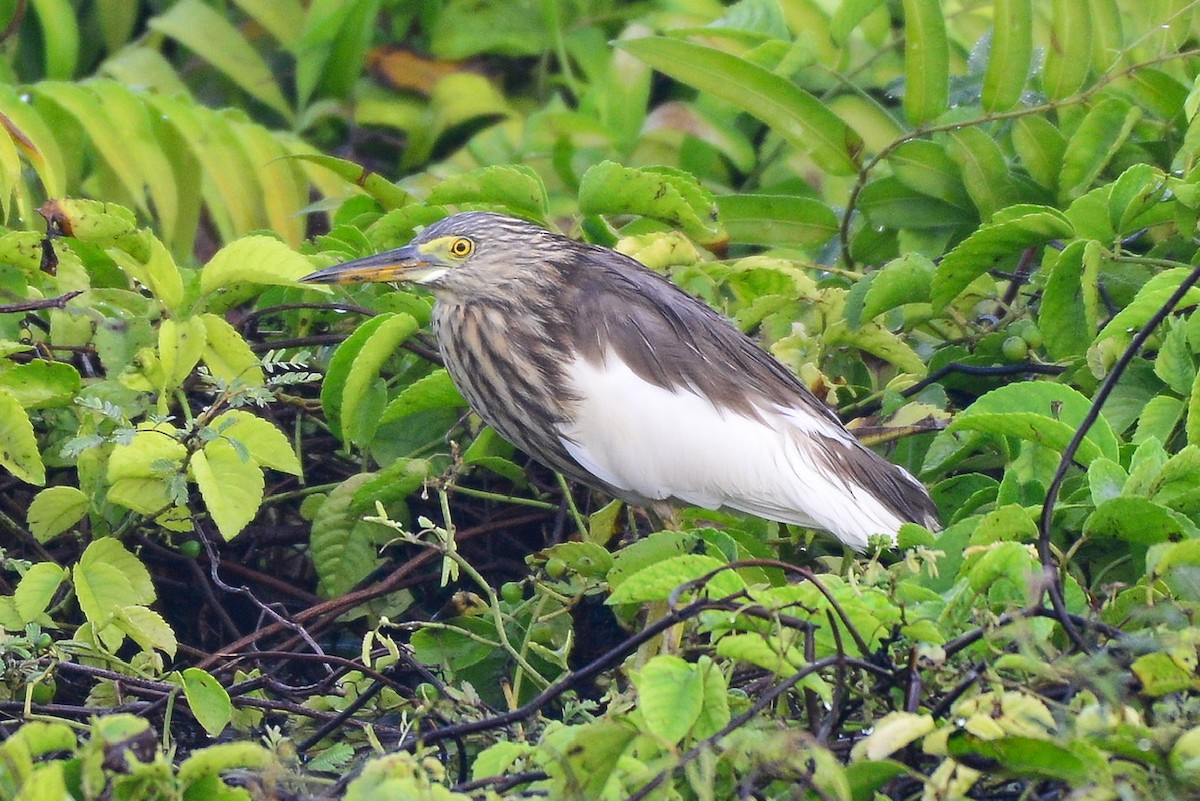 Ardeola sp. - ML198814211