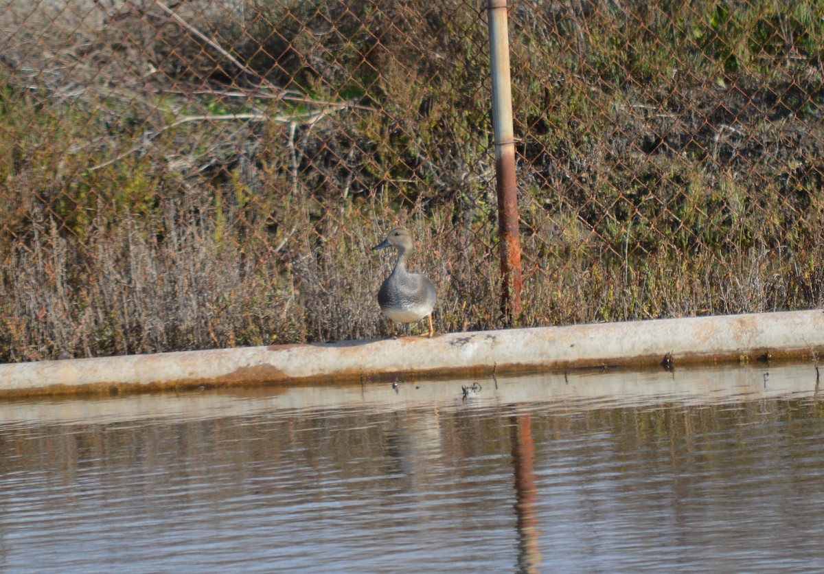 Gadwall - Cindy Crawford